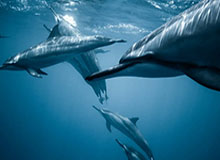 KAIYUN APP-森林狼的无奈选择？状元郎：不断学习重新证明自己